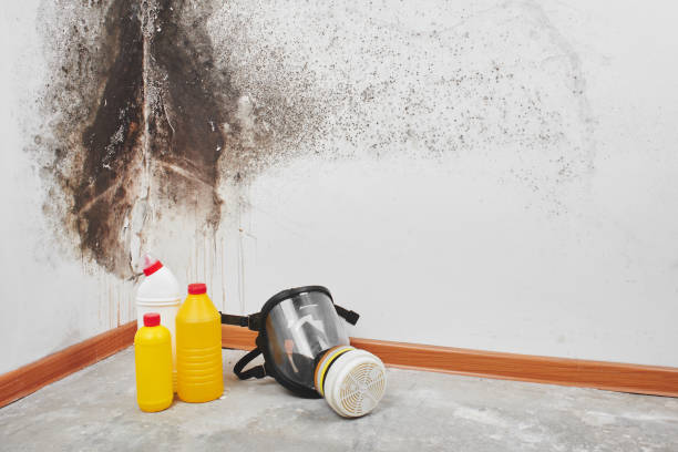 Mold Removal Process in Archbald, PA