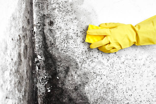 Best Mold Removal Process  in Archbald, PA