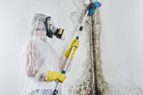 Best Toxic Mold Removal  in Archbald, PA
