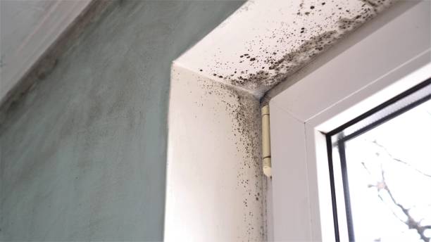 Home Mold Removal in Archbald, PA