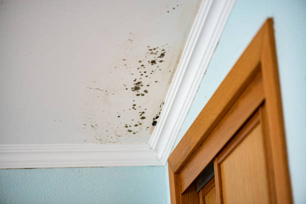 Best Black Mold Removal  in Archbald, PA