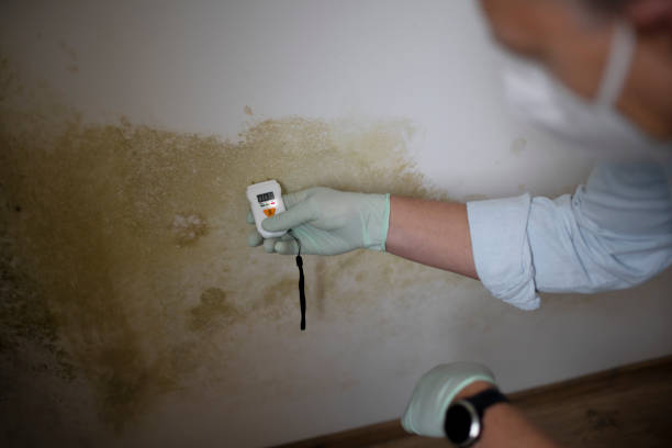 Best Crawl Space Mold Removal  in Archbald, PA
