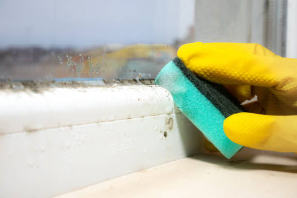 Mold Removal and Inspection in Archbald, PA