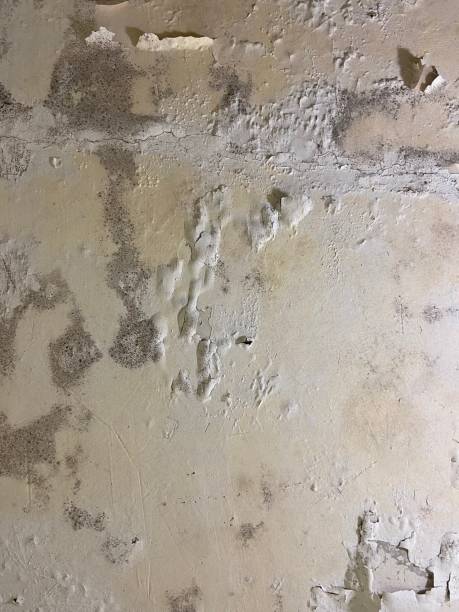 Best Emergency Mold Removal  in Archbald, PA
