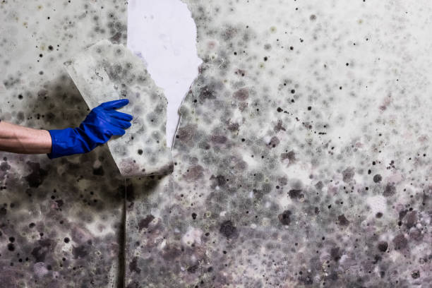 Best Mold Removal and Inspection  in Archbald, PA