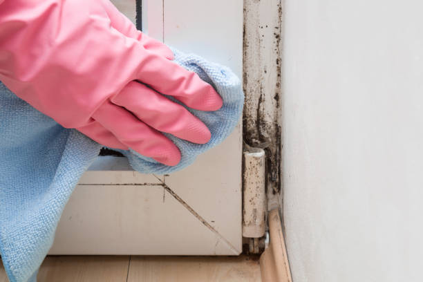 Best Mold Remediation  in Archbald, PA